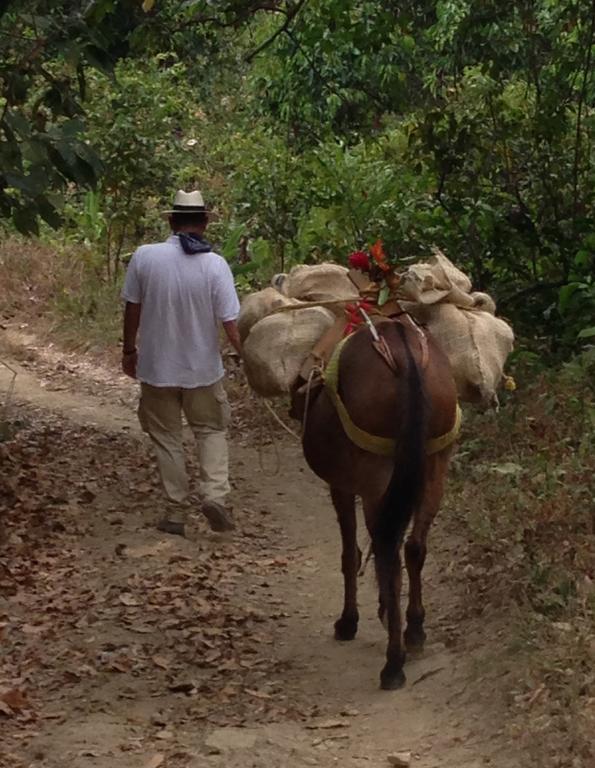 Finca San Rafael - Cafe Y Cacao Minca Luaran gambar