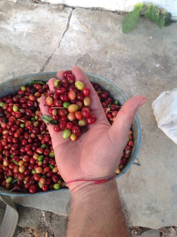 Finca San Rafael - Cafe Y Cacao Minca Luaran gambar